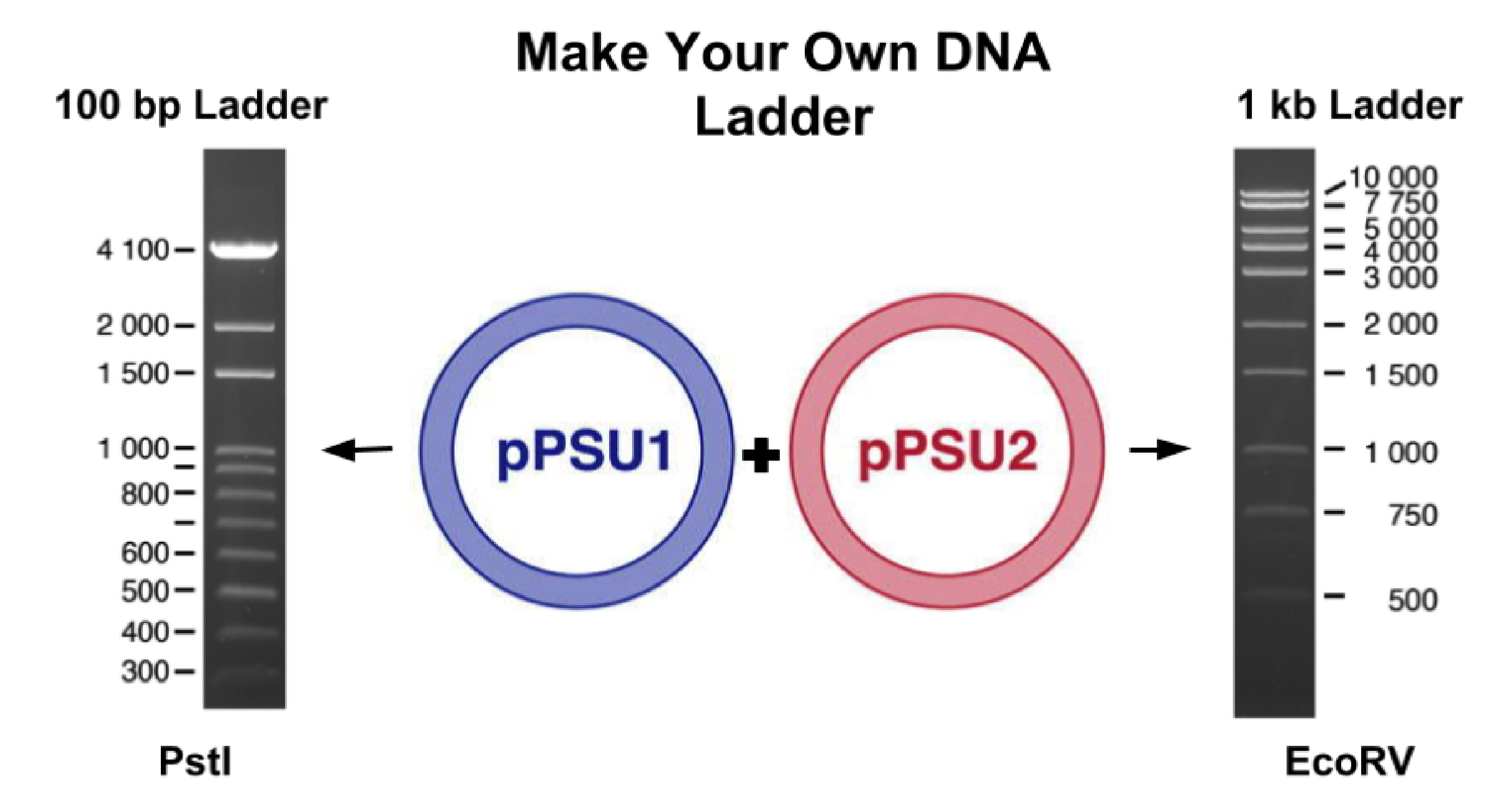 diy-dna-ladders-from-penn-state-university